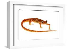 Cave Salamander (Eurycea Lucifuga) Nachez Trace Parkway, Mississippi, USA-Jp Lawrence-Framed Photographic Print