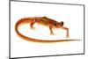 Cave Salamander (Eurycea Lucifuga) Nachez Trace Parkway, Mississippi, USA-Jp Lawrence-Mounted Photographic Print