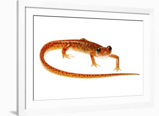 Cave Salamander (Eurycea Lucifuga) Nachez Trace Parkway, Mississippi, USA-Jp Lawrence-Framed Photographic Print