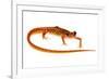 Cave Salamander (Eurycea Lucifuga) Nachez Trace Parkway, Mississippi, USA-Jp Lawrence-Framed Photographic Print