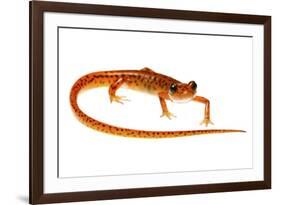 Cave Salamander (Eurycea Lucifuga) Nachez Trace Parkway, Mississippi, USA-Jp Lawrence-Framed Photographic Print