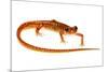 Cave Salamander (Eurycea Lucifuga) Nachez Trace Parkway, Mississippi, USA-Jp Lawrence-Mounted Photographic Print