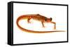 Cave Salamander (Eurycea Lucifuga) Nachez Trace Parkway, Mississippi, USA-Jp Lawrence-Framed Stretched Canvas