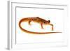 Cave Salamander (Eurycea Lucifuga) Nachez Trace Parkway, Mississippi, USA-Jp Lawrence-Framed Photographic Print