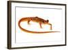 Cave Salamander (Eurycea Lucifuga) Nachez Trace Parkway, Mississippi, USA-Jp Lawrence-Framed Photographic Print