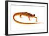 Cave Salamander (Eurycea Lucifuga) Nachez Trace Parkway, Mississippi, USA-Jp Lawrence-Framed Photographic Print