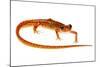 Cave Salamander (Eurycea Lucifuga) Nachez Trace Parkway, Mississippi, USA-Jp Lawrence-Mounted Photographic Print