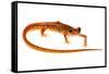 Cave Salamander (Eurycea Lucifuga) Nachez Trace Parkway, Mississippi, USA-Jp Lawrence-Framed Stretched Canvas