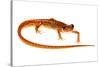 Cave Salamander (Eurycea Lucifuga) Nachez Trace Parkway, Mississippi, USA-Jp Lawrence-Stretched Canvas