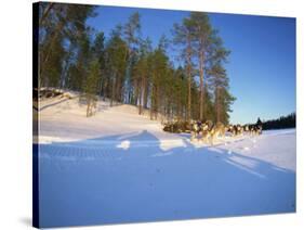 Caveris Husky Safaris, Pure-Bred Siberian Huskies, Karelia, Finland-Murray Louise-Stretched Canvas