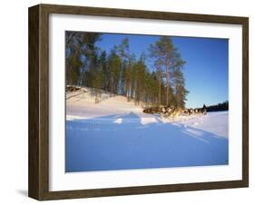 Caveris Husky Safaris, Pure-Bred Siberian Huskies, Karelia, Finland-Murray Louise-Framed Photographic Print