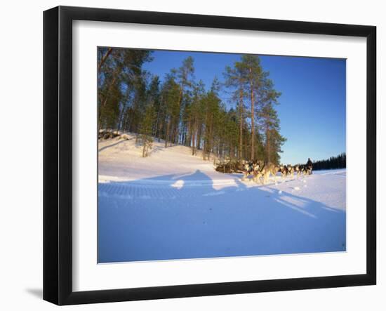 Caveris Husky Safaris, Pure-Bred Siberian Huskies, Karelia, Finland-Murray Louise-Framed Photographic Print