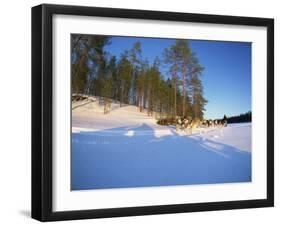 Caveris Husky Safaris, Pure-Bred Siberian Huskies, Karelia, Finland-Murray Louise-Framed Photographic Print