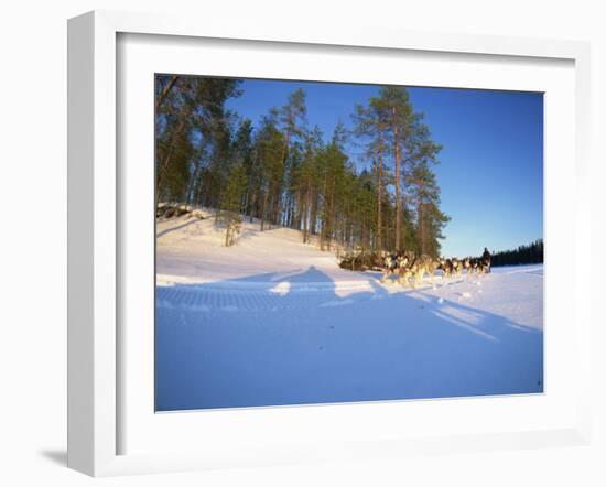 Caveris Husky Safaris, Pure-Bred Siberian Huskies, Karelia, Finland-Murray Louise-Framed Photographic Print