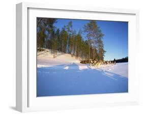 Caveris Husky Safaris, Pure-Bred Siberian Huskies, Karelia, Finland-Murray Louise-Framed Photographic Print