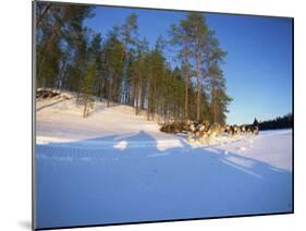 Caveris Husky Safaris, Pure-Bred Siberian Huskies, Karelia, Finland-Murray Louise-Mounted Photographic Print