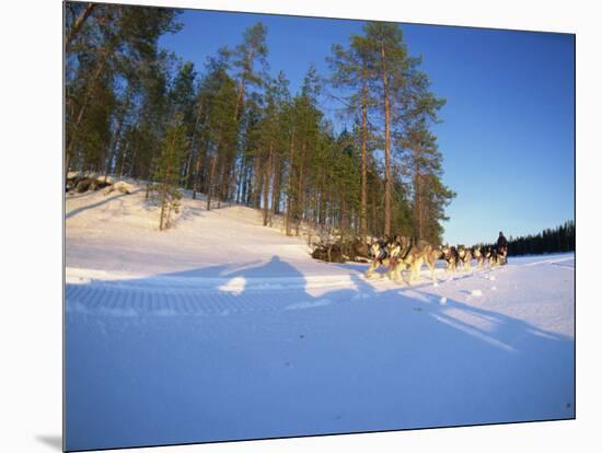 Caveris Husky Safaris, Pure-Bred Siberian Huskies, Karelia, Finland-Murray Louise-Mounted Photographic Print