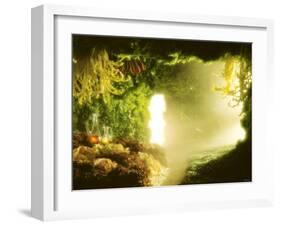 Cavern of Various Lettuces-Hartmut Seehuber-Framed Photographic Print