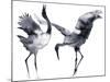 Cavorting Cranes-Kristine Hegre-Mounted Giclee Print