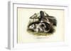 Cavy, 1863-79-Raimundo Petraroja-Framed Giclee Print