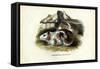 Cavy, 1863-79-Raimundo Petraroja-Framed Stretched Canvas