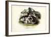 Cavy, 1863-79-Raimundo Petraroja-Framed Giclee Print