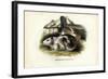 Cavy, 1863-79-Raimundo Petraroja-Framed Giclee Print