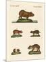 Wood Mount