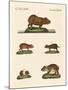 Wood Mount