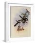 Cayenne Fairy, Heliothrix Auritus-John Gould-Framed Giclee Print