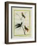 Cayenne Hummingbirds-Georges-Louis Buffon-Framed Premium Giclee Print