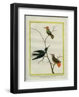 Cayenne Hummingbirds-Georges-Louis Buffon-Framed Premium Giclee Print