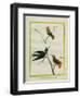 Cayenne Hummingbirds-Georges-Louis Buffon-Framed Premium Giclee Print