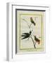 Cayenne Hummingbirds-Georges-Louis Buffon-Framed Premium Giclee Print