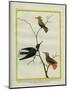 Cayenne Hummingbirds-Georges-Louis Buffon-Mounted Premium Giclee Print