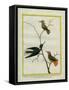 Cayenne Hummingbirds-Georges-Louis Buffon-Framed Stretched Canvas