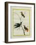 Cayenne Hummingbirds-Georges-Louis Buffon-Framed Giclee Print