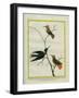 Cayenne Hummingbirds-Georges-Louis Buffon-Framed Giclee Print