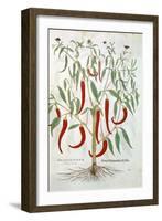 Cayenne Pepper Plant (Capsicu), 16th Century-null-Framed Giclee Print