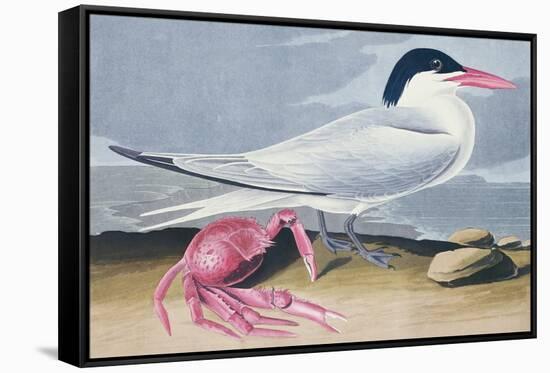 Cayenne Tern-John James Audubon-Framed Stretched Canvas