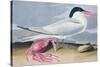 Cayenne Tern-John James Audubon-Stretched Canvas