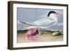 Cayenne Tern-John James Audubon-Framed Giclee Print