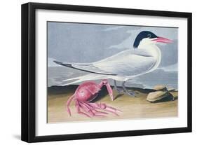 Cayenne Tern-John James Audubon-Framed Giclee Print