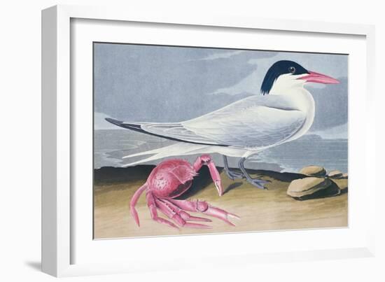 Cayenne Tern-John James Audubon-Framed Giclee Print