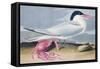 Cayenne Tern-John James Audubon-Framed Stretched Canvas