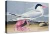 Cayenne Tern-John James Audubon-Stretched Canvas