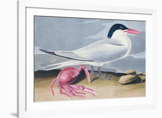 Cayenne Tern-John James Audubon-Framed Giclee Print