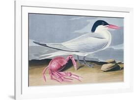 Cayenne Tern-John James Audubon-Framed Giclee Print