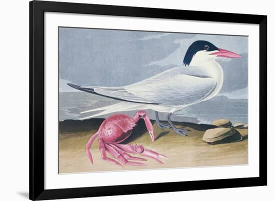 Cayenne Tern-John James Audubon-Framed Giclee Print