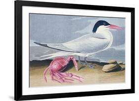 Cayenne Tern-John James Audubon-Framed Giclee Print